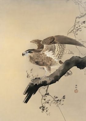 Ukiyo e Hawk Ohara Koson