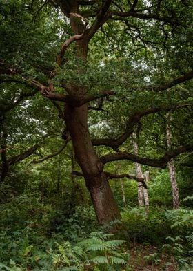 Tall Forest Tree