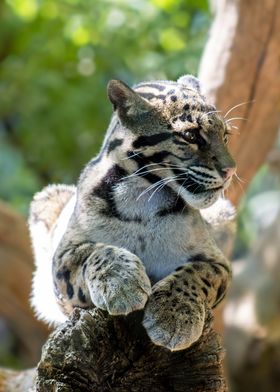 Clouded Leopard