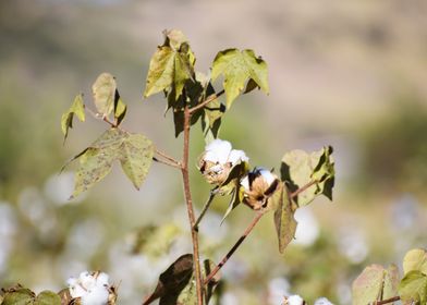 Cultivation of cotton