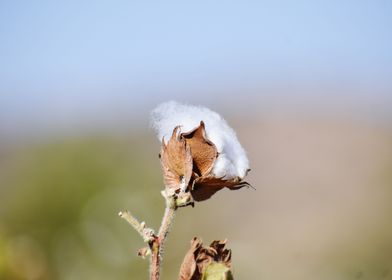 Cultivation of cotton