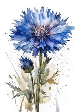 Cornflower Flower Beauty