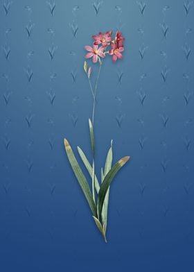 Corn Lily on Bahama Blue