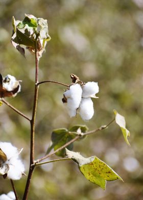 Cultivation of cotton