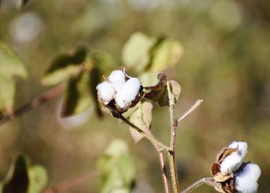 Cultivation of cotton