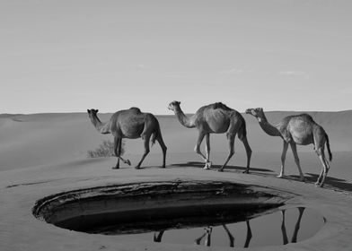 Camels Desert Landscape