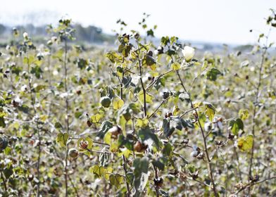 Cultivation of cotton