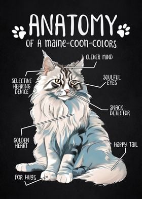 Anatomy of maine coon