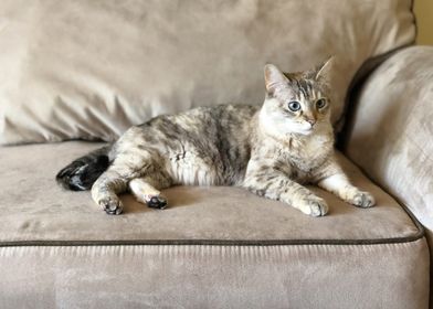 Couch Cat