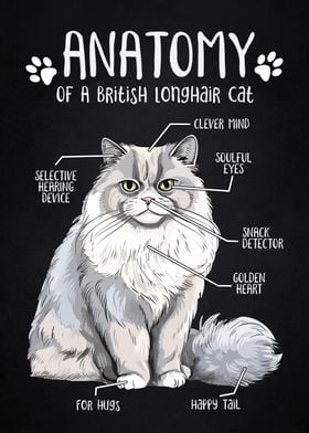 Anatomy of longhair cat