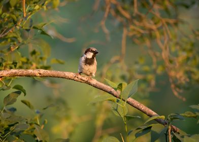 House sparrow in a tree