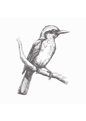 Sketch of bird hand draw