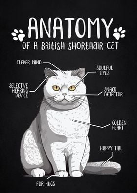 Anatomy of shorthair cat