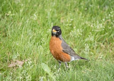 American robin in grass