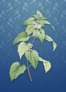 White Dead Nettle Plant