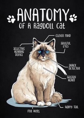 Anatomy of ragdoll cat