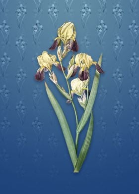 Vintage Elder Scented Iris