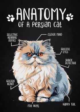 Anatomy of persian