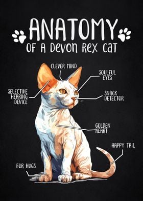 Anatomy of devon rex cat