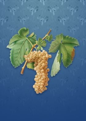 Vintage Trebbiano Grapes