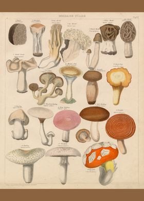 Edible Mushrooms Poster