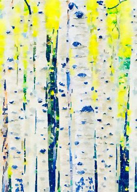 Aspen Tree Forest Nature