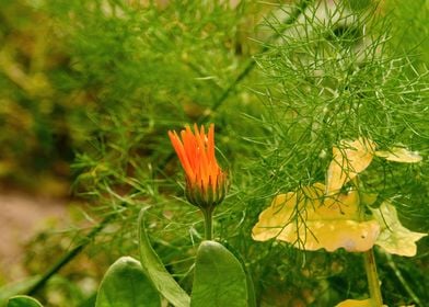 Vibrant Marigold Blooms