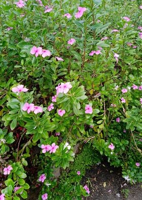 Madagascar Periwinkle 2