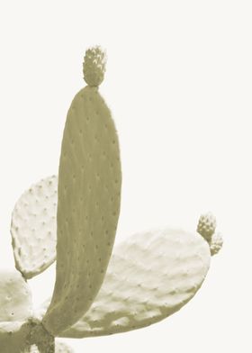 Minimalist green cactus