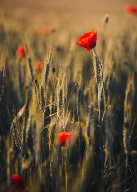 Poppy flower sunset