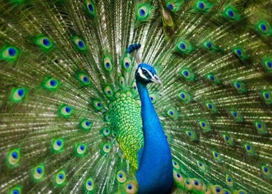 Peacock Glory