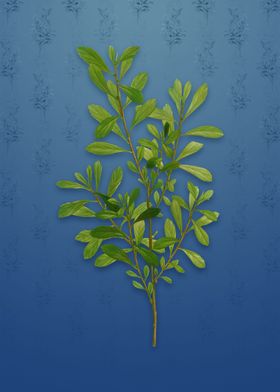 Bog Myrtle on Bahama Blue