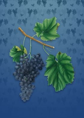 Vintage Lacrima Grapes