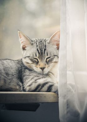 Kitten relaxing with a nap