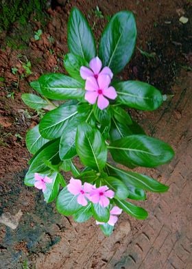 Madagascar Periwinkle