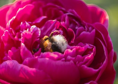 Bee asleep in big rose