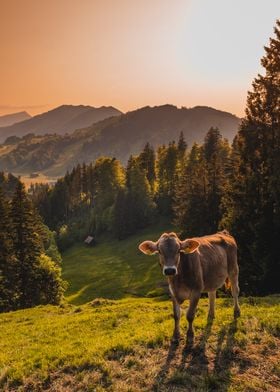 Cow in Switzerland
