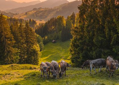 Cows in Switzerland