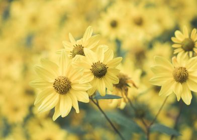 Sunflower Dream