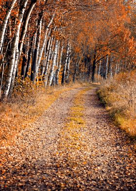 Autumn alley among birches