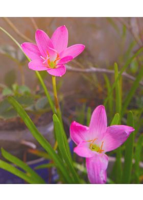 aesthetic pink flower