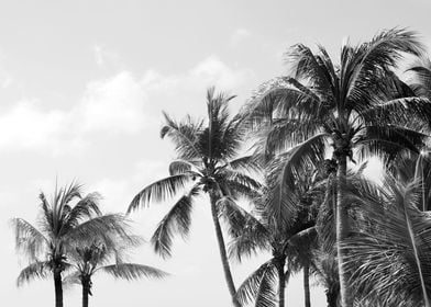 Caribbean Palm Trees 4