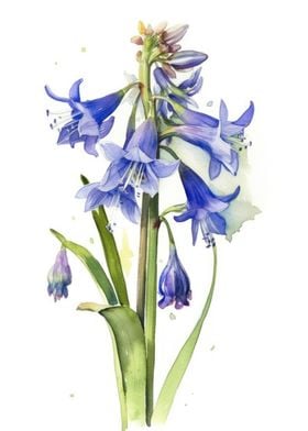 Bluebell Flower Watercolor