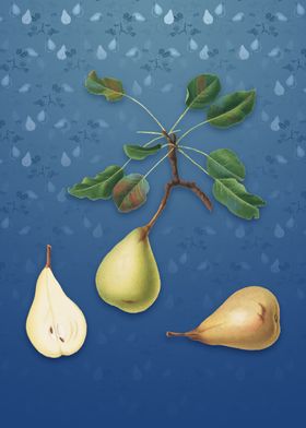 Pear on Bahama Blue