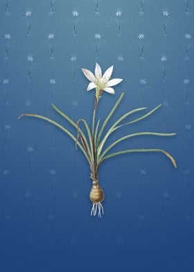 Rain Lily on Bahama Blue