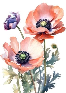 Anemone Flower Beauty