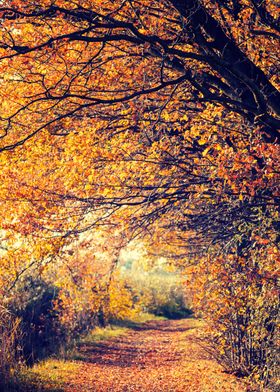 Autumn alley among trees