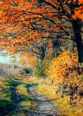 Autumn path among trees