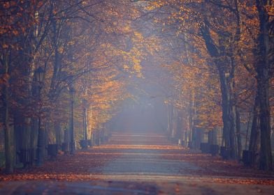 Autumn travel, misty road