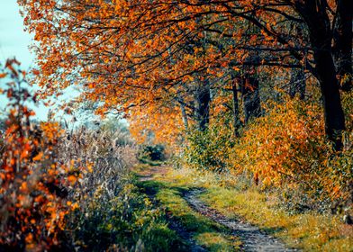 Autumn road, trees, Poland